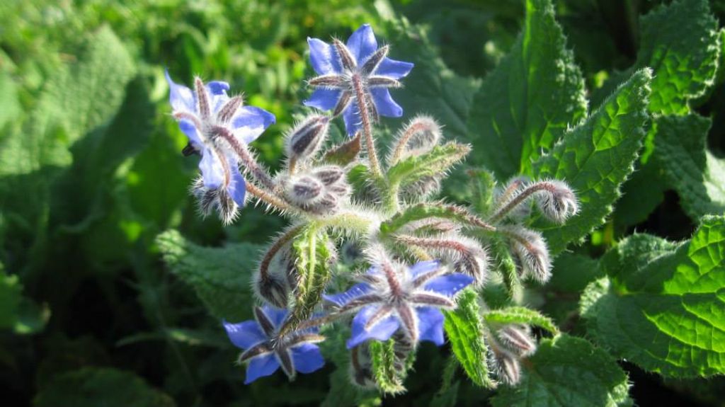 Borago officinalis L.